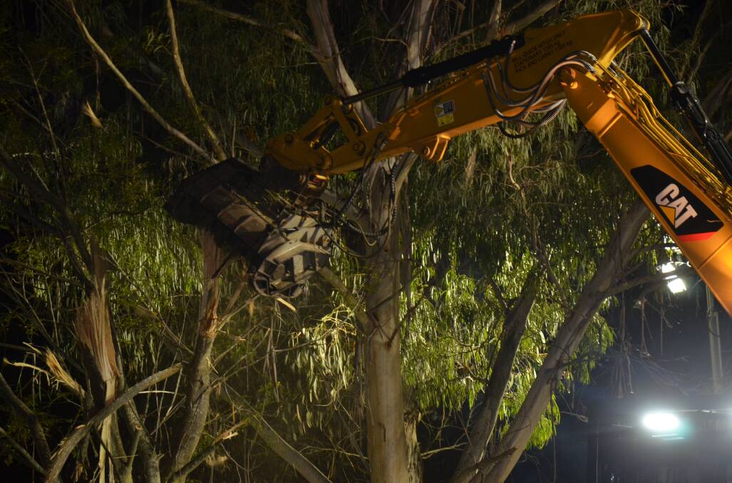 The first step to attempting to disperse bats from the Batemans Bay Water Garden was tree removal on Monday night, May 30.