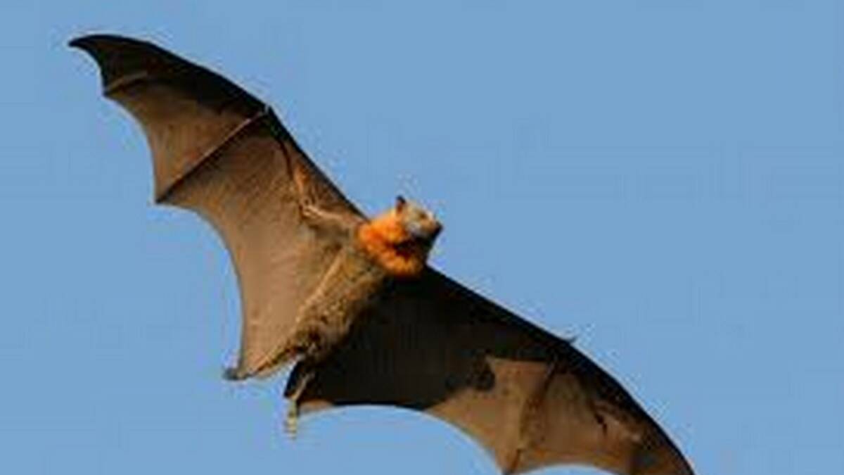 Flying fox fracas drives resident to poetry