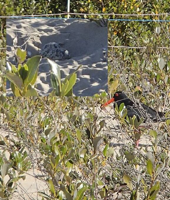 PIED PIPER: The call of the Batemans Bay Marina area is too strong for a pair of pied oystercatchers, who have returned for a second season and (inset) laid two eggs.