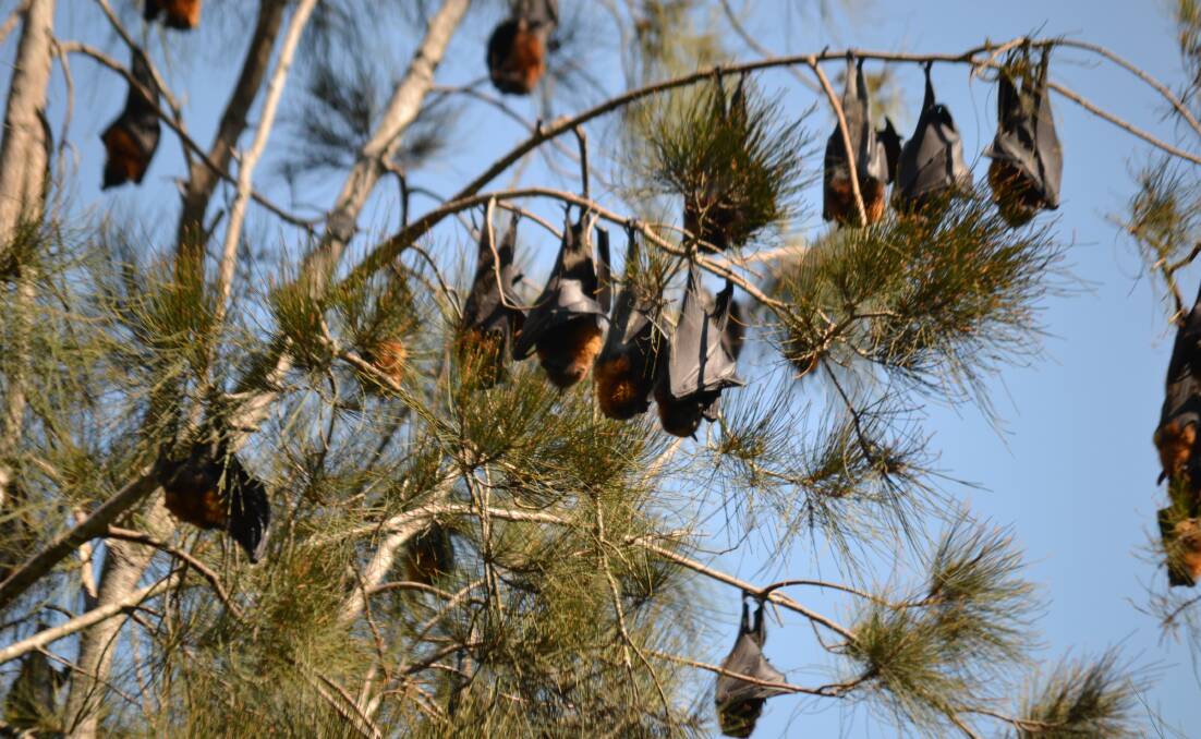 BATTY: Bats are spreading their wings from the Batemans Bay Water Gardens and residents are in revolt.
