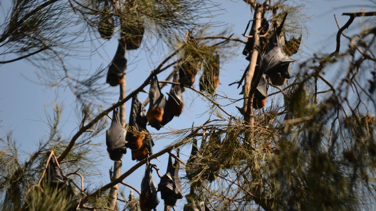 Bats cut power to string of suburbs: videos