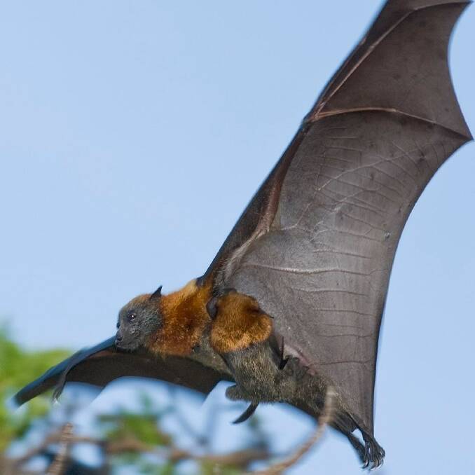 Flying Fox. Picture: Facebook.