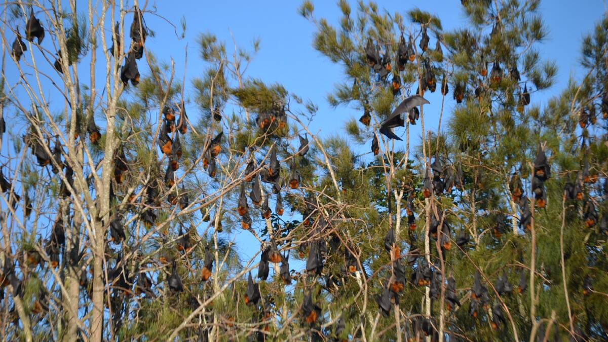Bat vegetation strategy ‘done and dusted’