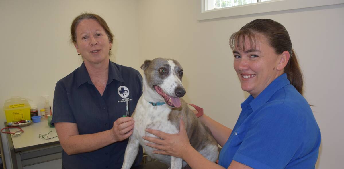 VITAL SHOT: Moruya veterinarian Dr Kerry Jackson and vet nurse Sharyn Taylor with Toby the whippet cross. 