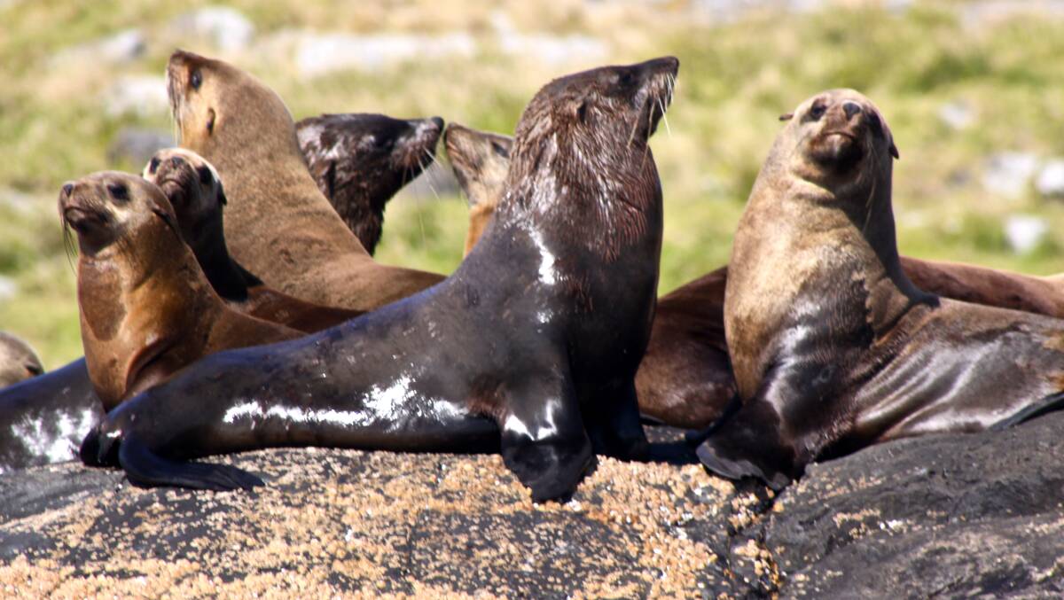 A fur seal (like these ones pictured on Montague Island) has been spotted sunning itself in the car park at Wonboyn Lake boat ramp. Picture: Office of Environment and Heritage Flickr account