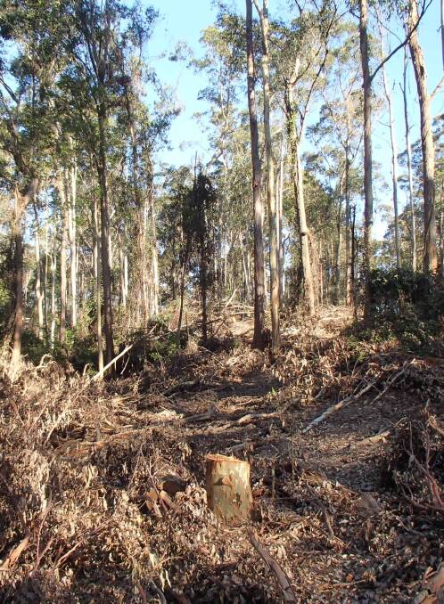 Boyne State Forest logging