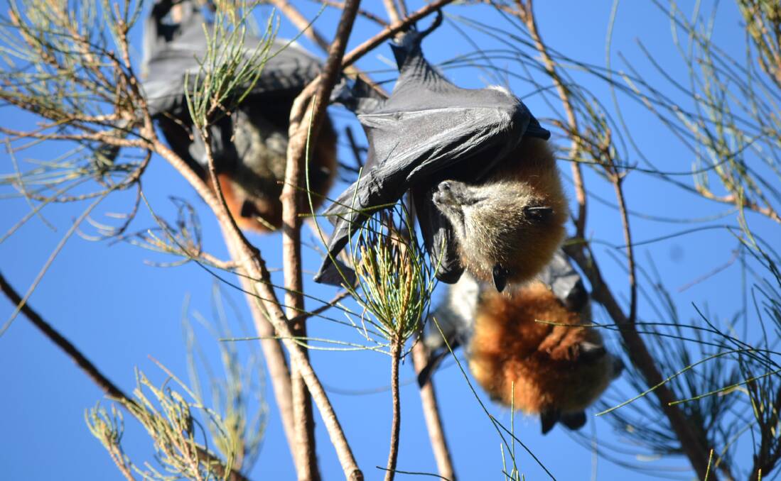 FLYING FOXES: The Bat camp in the Eurobodalla continues to be a hot topic among readers and social media users. 