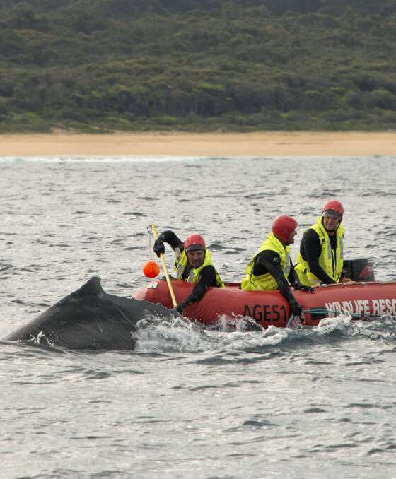 Skilled rescue team didn’t give up on baby humpback whale