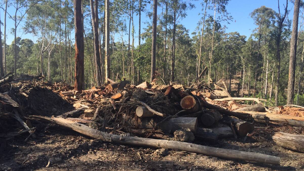 The debris left in the Boyne State Forest. 