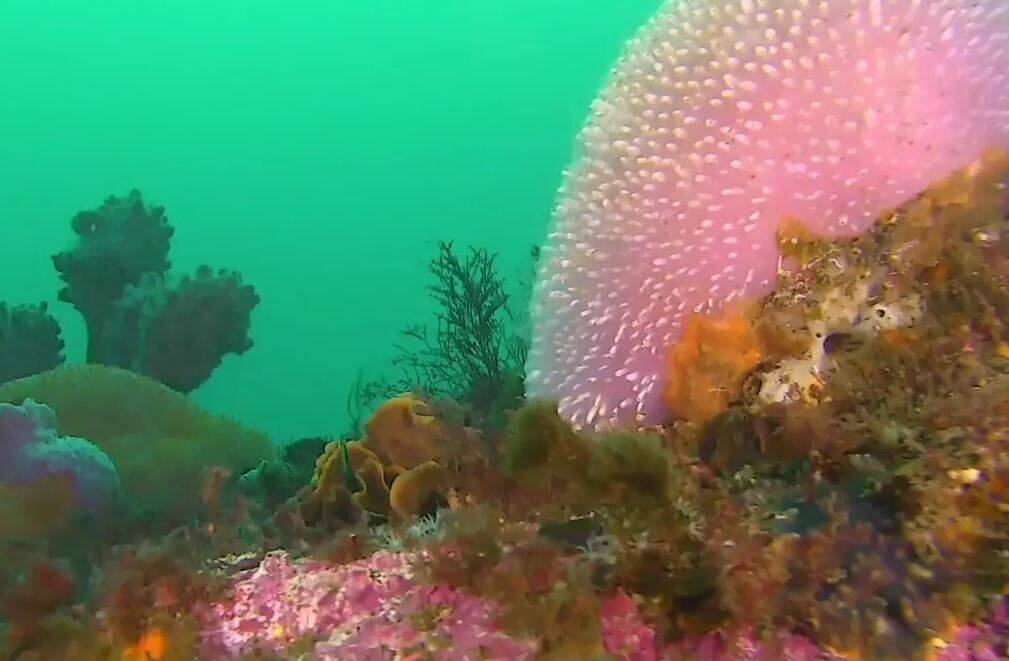 Giant pink jelly ascidian in Twofold Bay, Eden. Photo: UNDERSEAROV.