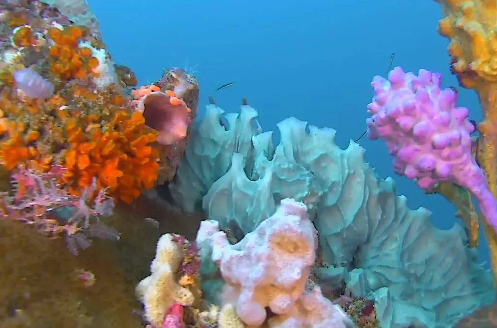 A colourful sponge garden spotted by the robot submarine. Photo: UNDERSEAROV.