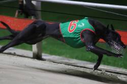 Mackenna the hot favourite for the Ladbrokes Golden Easter Egg Final at Wentworth Park. Picture supplied