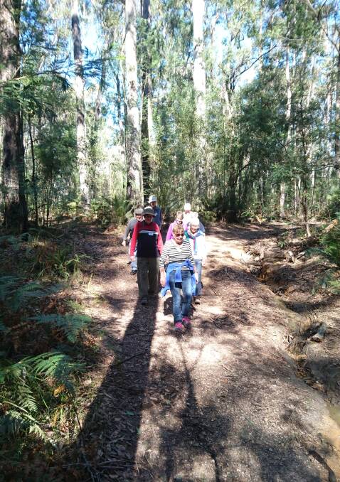 Forest walk: The Walking for Pleasure group treks through Mogo State Forest 
on Gravel Pit Road.