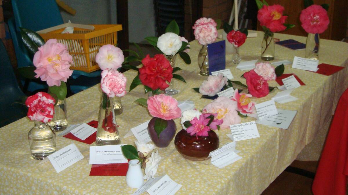 The flower of the month at the latest meeting was Camellia.