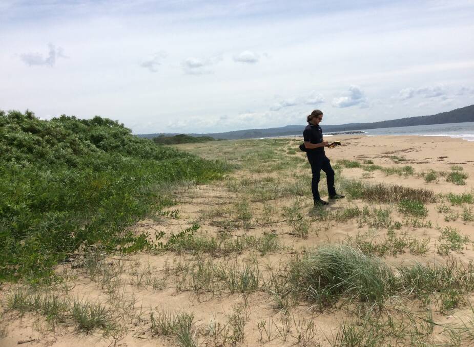 Weed strategy: Environment Project Officer Tom Dexter mapping Corrigans Beach earlier this year.