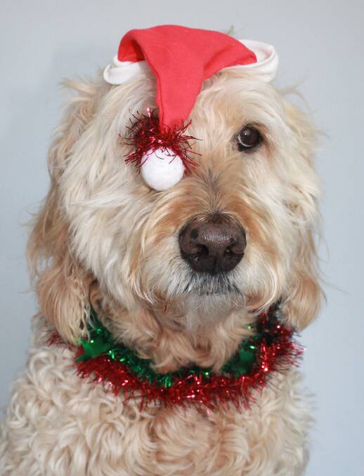 Naughty or nice?: Pets can easily get themselves into trouble over Christmas if you don't keep an eye on them. No-one wants a visit to the vet at this time of year. 