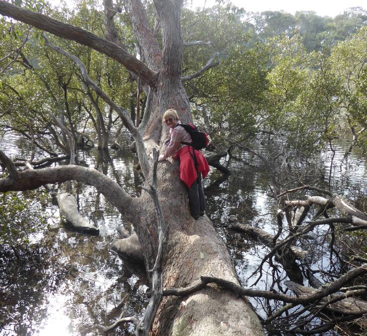 Horizontal tree: Kay Vine enjoying the river view from á massive swamp gum mahogany during the walk through Illawong Nature Reserve. 