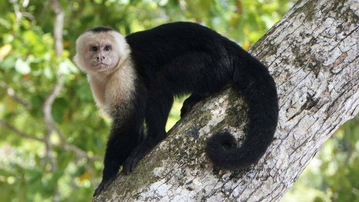 This is a White-faced Capuchin. Might you be a clever monkey?  Photo: Jean-Luc Azou