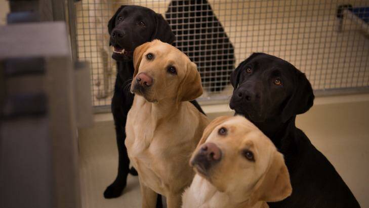 These 18-month-old dogs will soon graduate from the Guide Dog Centre and go to new owners. Photo: Wolter Peeters