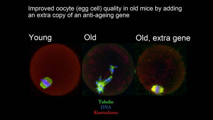A slide showing the improvement in egg cell quality in mice, after an extra copy of a sirtuin gene was added.  Photo: UNSW 