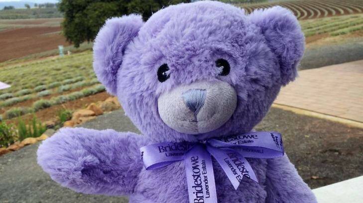 The popular 'Bobbie' heatpack bear from Bridestowe Lavender Estate in Tasmania.
