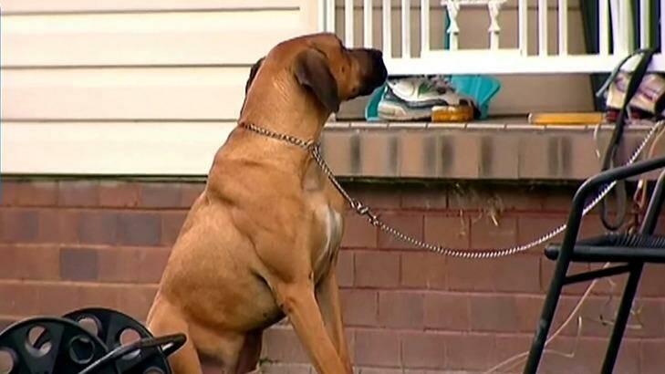 A five-year-old girl was mauled by the dog, believed to be a Bull Arab-Great Dane cross. Photo: The Today Show