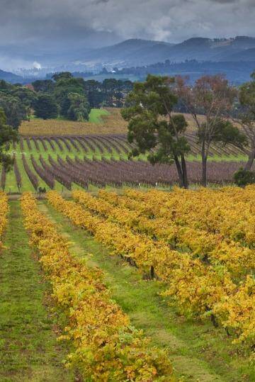 How yellow was my valley: The Yarra Valley is among the places that  have influenced leading chefs.