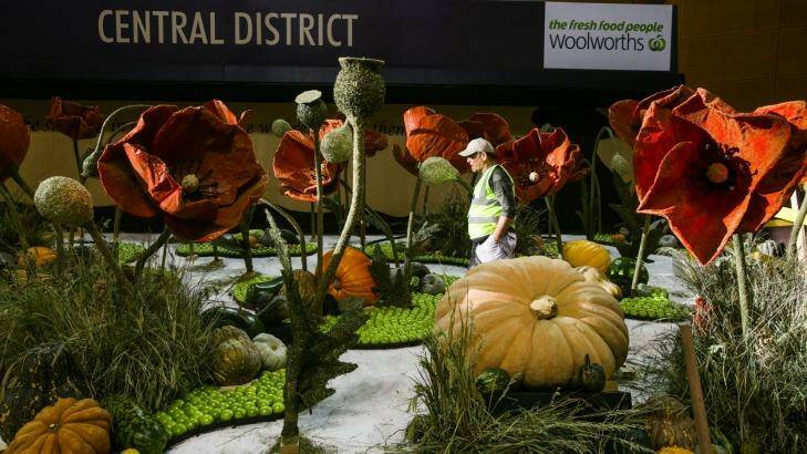 Volunteer Grant Frank works at ensuring the display, which includes giant poppies, is finished by the opening of the Royal Easter Show on Thursday. Photo: Dallas Kilponen