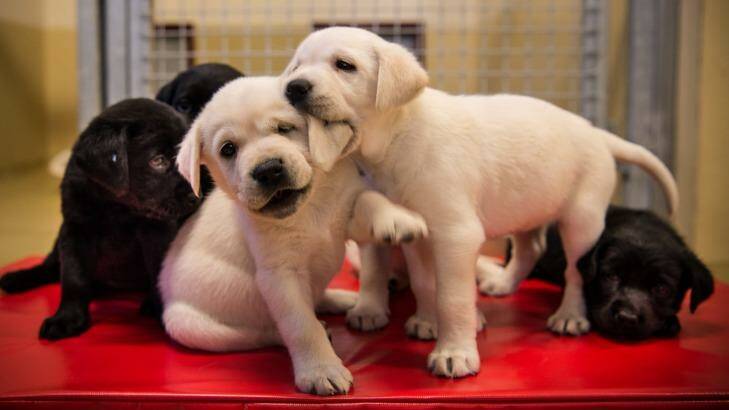 These six-week-old pups will be placed with volunteer carers before undergoing Guide Dog training. Photo: Wolter Peeters