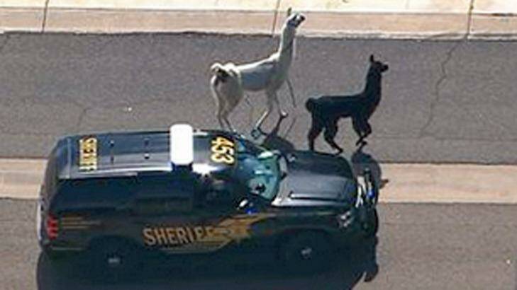 The two quick-footed llamas just going for a trot.  Photo: ABC15