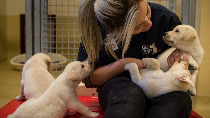 Kennel attendant Danni Bodycott at the Guide Dog Centre with pups earmarked for training. Photo: Wolter Peeters