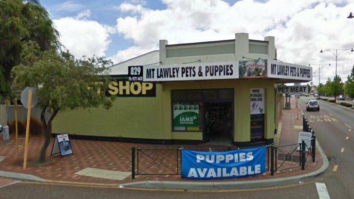 Torro was bought from Mount Lawley Pets and Puppies.