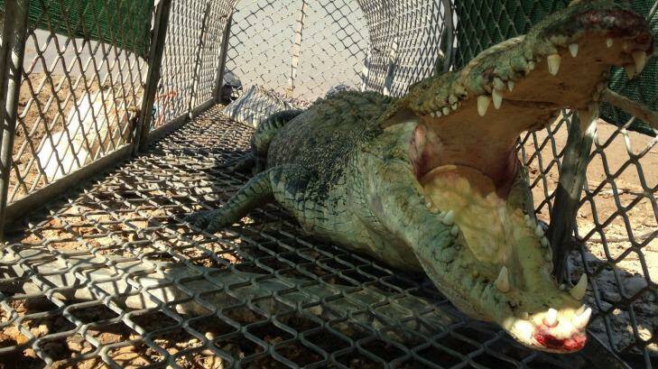 Payroll weighs all of 300 kilograms and was captured at the Fitzroy River after being considered dangerous to humans. Photo: Kimberley Land Council