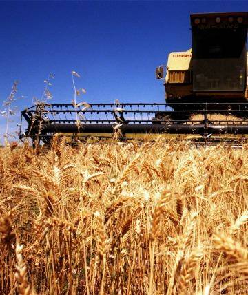 Feeling the pinch: Wheat prices have been hammered by booming global production.  Photo: Virginia Star
