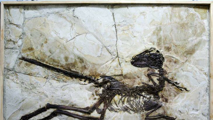 PHOTO BY Junchang Lu and Steve Brusatte shows Unearthed in China's fossil-rich north-eastern province of Liaoning, the remarkably bird-like creature, named Zhenyuanlong suni, lived 125 million years ago SUPPLIED for Peter Spinks story THE AGE NEWS 22nd July 2015 Photo: Junchang Lu and Steve Brusatte
