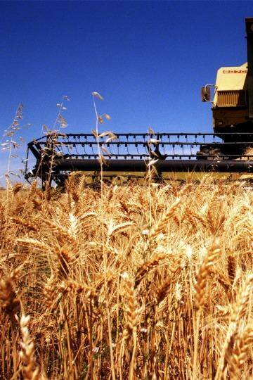 Feeling the pinch: Wheat prices have been hammered by booming global production.  Photo: Virginia Star