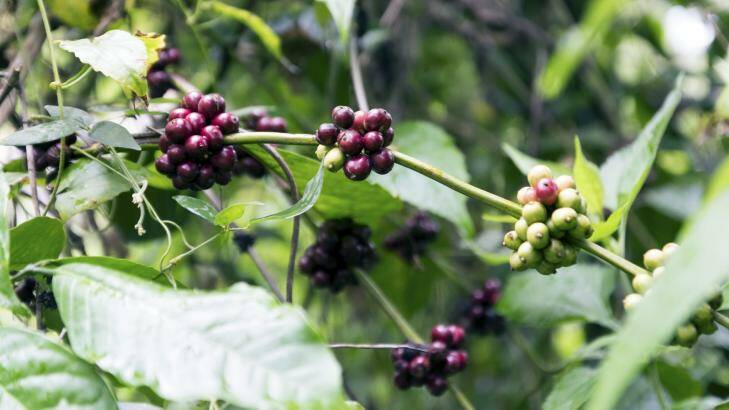 Merry berries: You'll need at least six full-size coffee bushes to produce enough for your household.