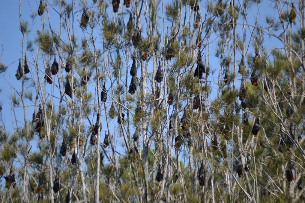 BATALANCHE: The grey-headed flying foxes at the Batemans Bay Water Garden. 