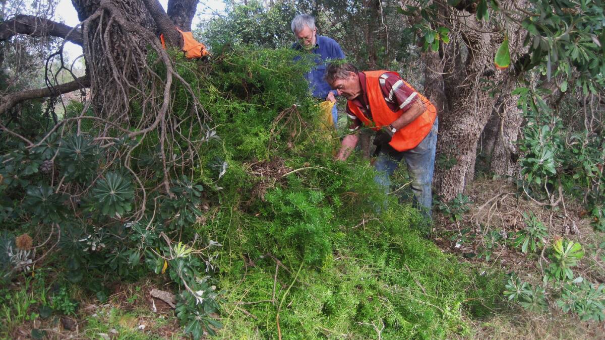 TWO GEORGES: George Cook and George Browning eradicating asparagus fern infestations along the hind dunes and wetland areas of Long Beach.