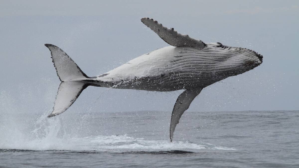 GREAT LEAP FORWARD: A humpback calf shows what it is made of at Merimbula in 2012. Picture: WAYNE REYNOLDS.