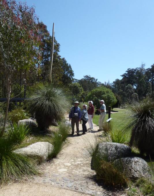 SKY-BOUND: The towering spike on this grass tree caught the attention of visitors on a free Sunday guided walk in the Eurobodalla Botanic Gardens. The free walks depart from the Gardens’ Visitors Centre at 11am on the last Sunday of the month.