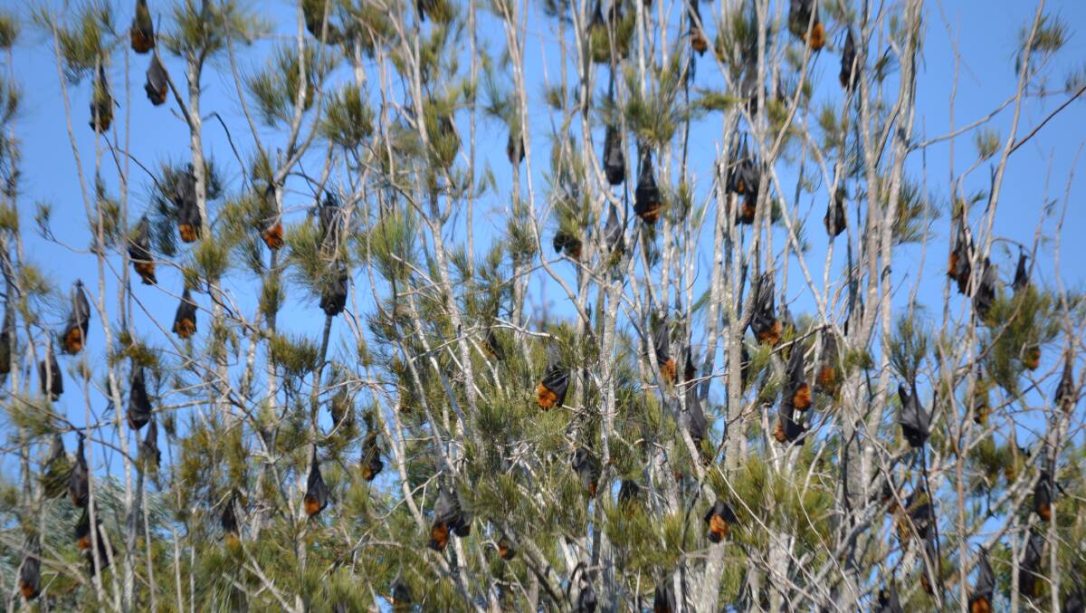 UNWELCOME GUESTS: The NSW Government has strategy to minimise the impacts of flying-fox camps surrounding populated areas, such as these in the Batemans Bay Water Garden.
