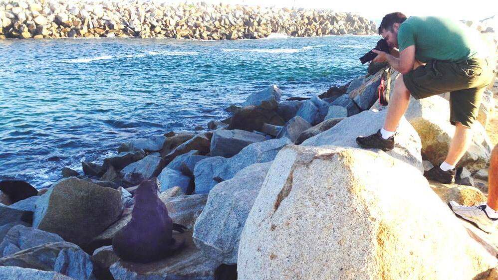 Photos of the seal haul-out at the Narooma breakwater