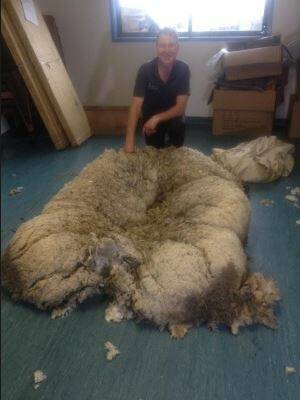 Some of the scenes as RSPCA workers found and attempted to rescue a sheep with a mammoth coat.