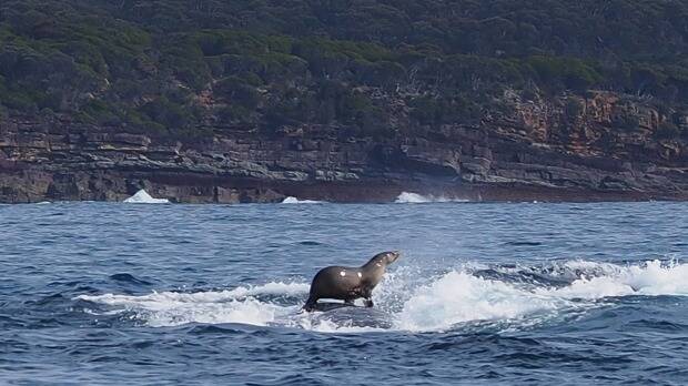 This seal hitched a ride on the back of a humpback whale. Photo: Robyn Malcolm