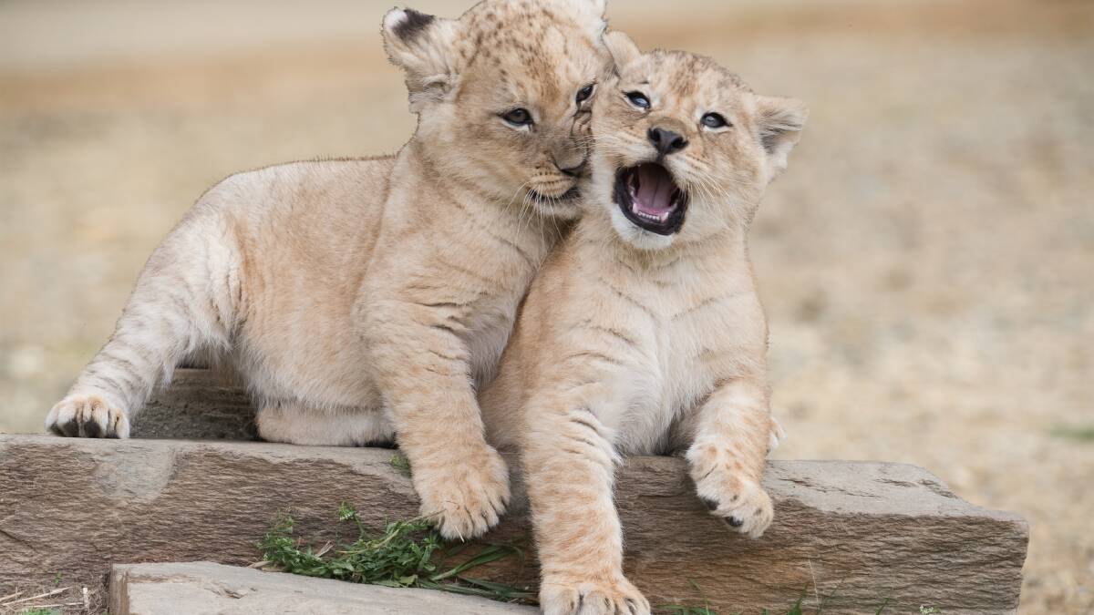 CUTE CUBS: Mum Snow’s cubs Chitwa and Zuri will be introduced to their pride and go on display at Mogo Zoo during the school holidays.