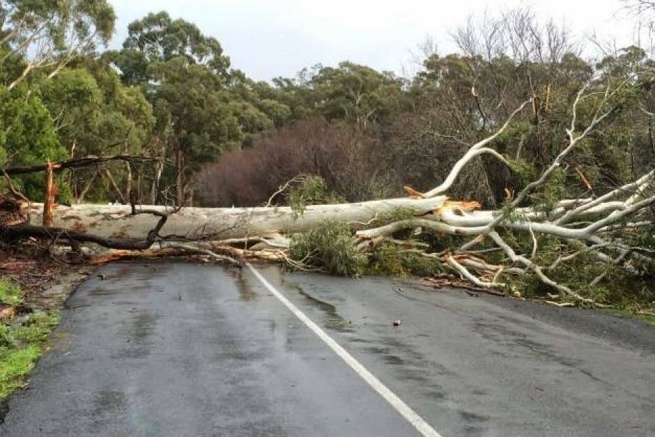 Tree causes chaos for highway motorists 