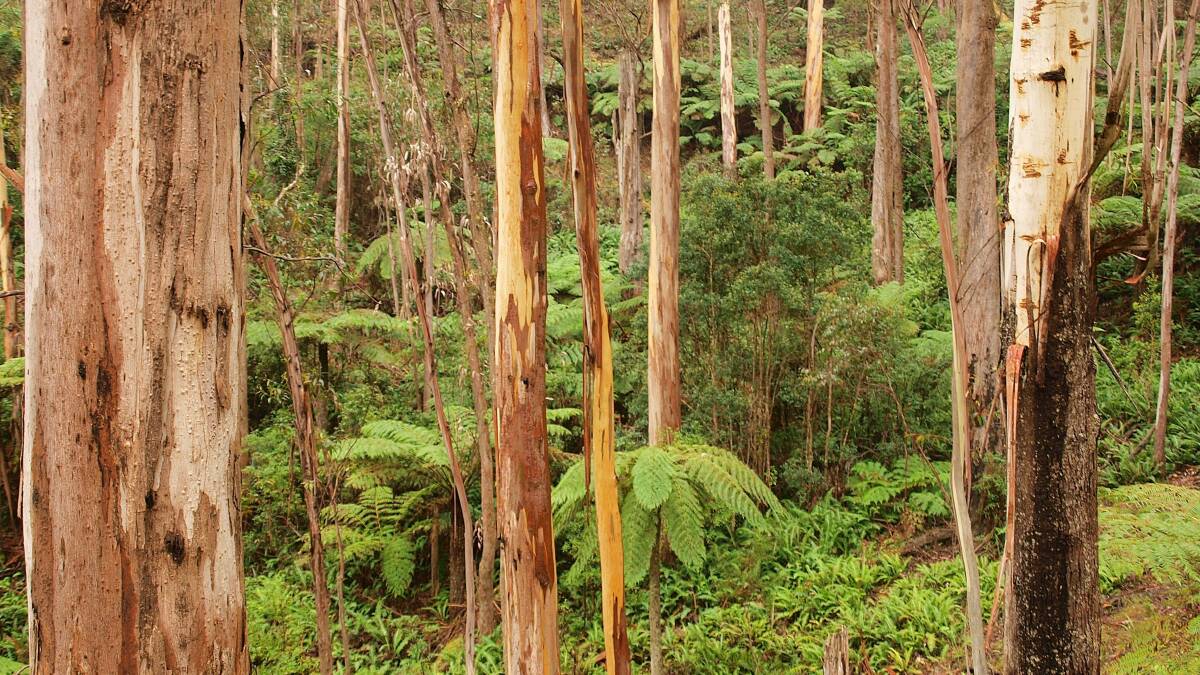 Costs ‘saw’ point for Greens, Timber NSW 