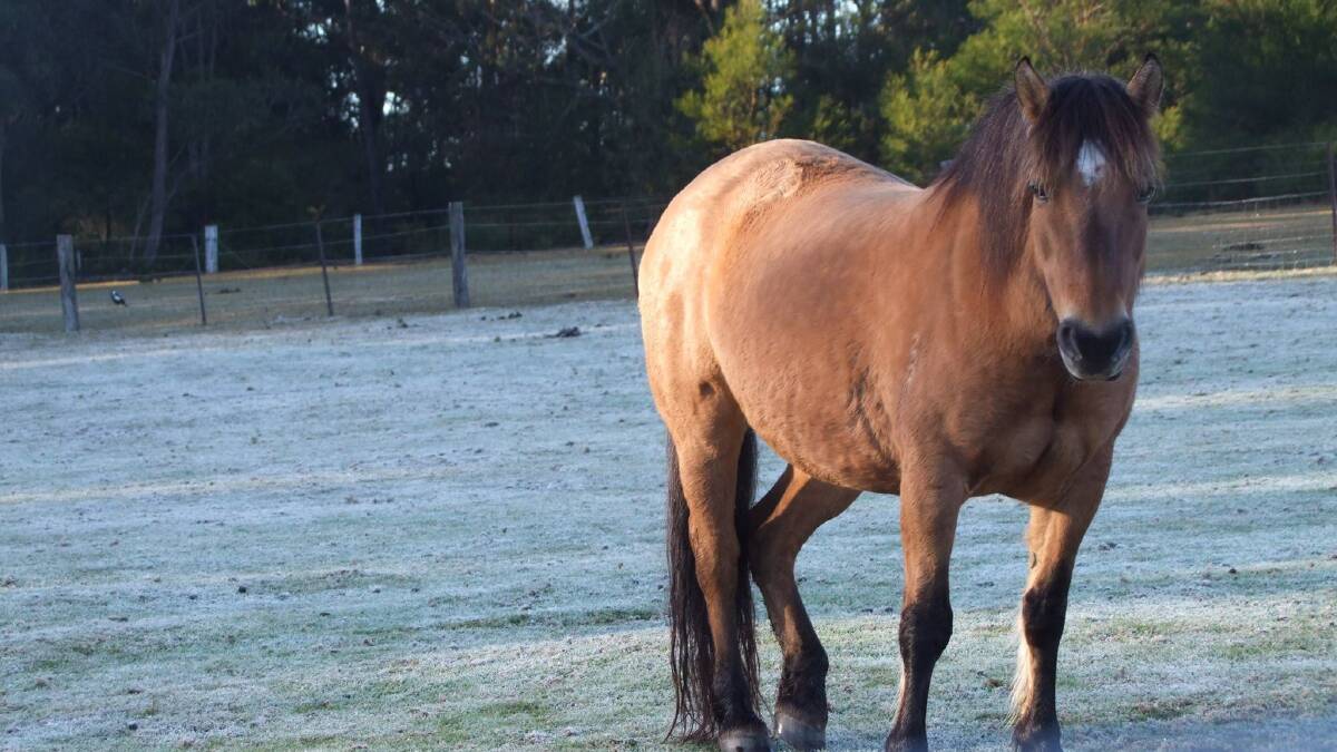 FROSTY MORNING: This horse was feeling the effects of the cold snap at Oaks Ranch on Monday morning 