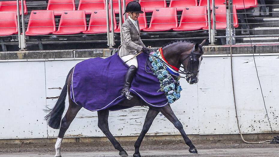 CHAMPION HORSE: Jean Hull parades KL Embers in its winning rug at the Sydney Royal Easter Show. 
